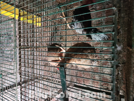 দেশি মুরগী